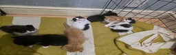 Mixed Breed cats for sale: A mix of beautiful kittens - Advert 31