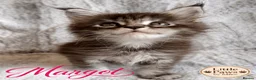 Maine Coon cats for sale: 🌿 THE HERITAGE COLLECTION 🌿 - Advert 4