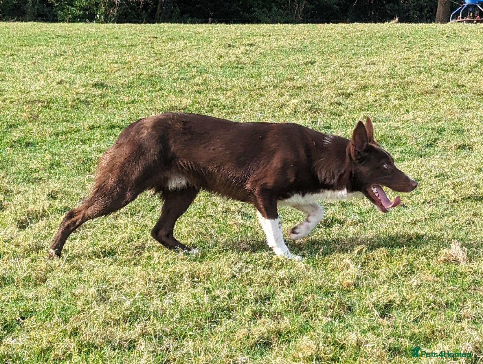 Border Collie dogs OPEN TRIAL WINNER - Health tested and registered - Advert 2