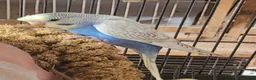 Budgerigars birds for sale: Semi to tame baby Budgies  - Advert 6