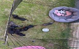 Miniature Dachshund dogs for sale: Ready Now! Smooth coat 1 boy 1 girl - Image 24