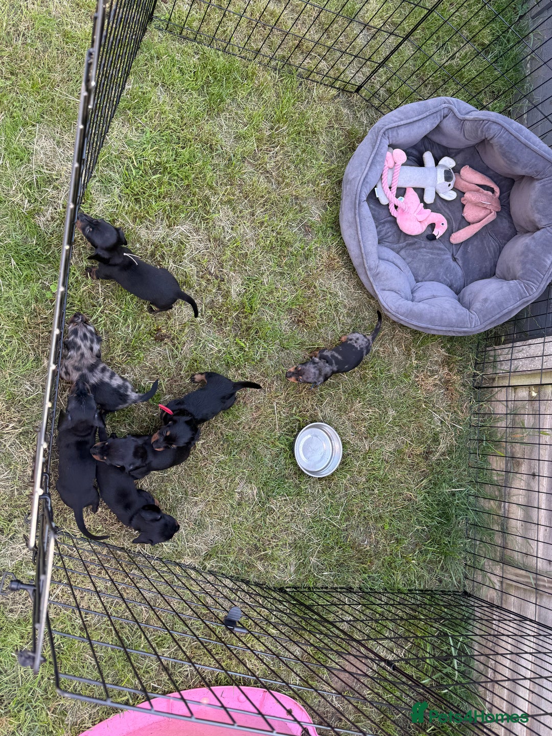 Miniature Dachshund dogs for sale: Ready Now! Smooth coat 1 boy 1 girl - Image 24