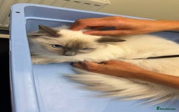 Ragdoll cats for sale: Our Lovely Girl – Looking for a Forever Home - Image 6
