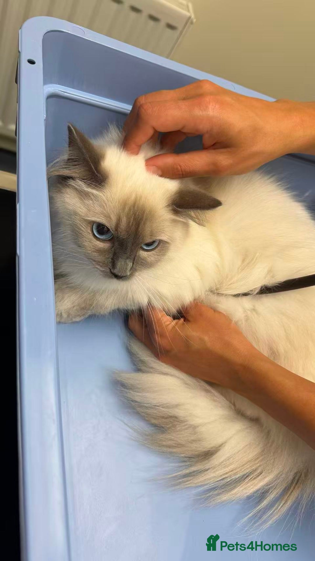 Ragdoll cats for sale: Our Lovely Girl – Looking for a Forever Home - Image 6