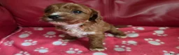 Cavapoo dogs for sale: F1 cavapoos  - Advert 15