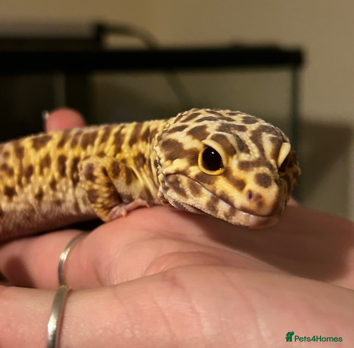 Leopard Gecko reptiles Leopard Gecko - Albie - Advert 3