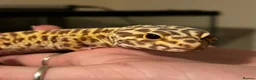Leopard Gecko reptiles for sale: Leopard Gecko - Albie in Bristol - Advert 1