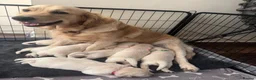 Golden Retriever dogs for sale: Beautiful Golden Retriever puppies - Advert 1