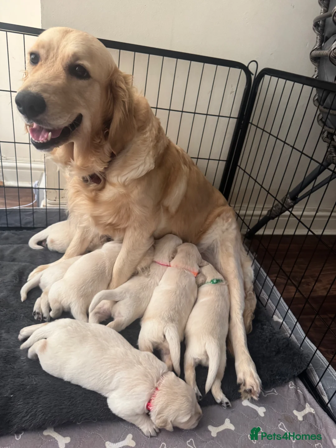 Golden Retriever dogs for sale: Beautiful Golden Retriever puppies - Advert 1