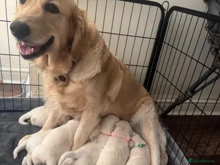 Golden Retriever dogs Beautiful Golden Retriever puppies - Advert 7