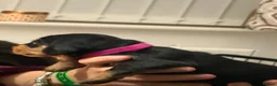 Dachshund dogs for sale: Dachunds puppies in Droitwich - Advert 13