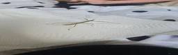 Stick Insects invertebrates for sale: Indian Stick Insects Eggs for hatching x10 in Walsall - Advert 3