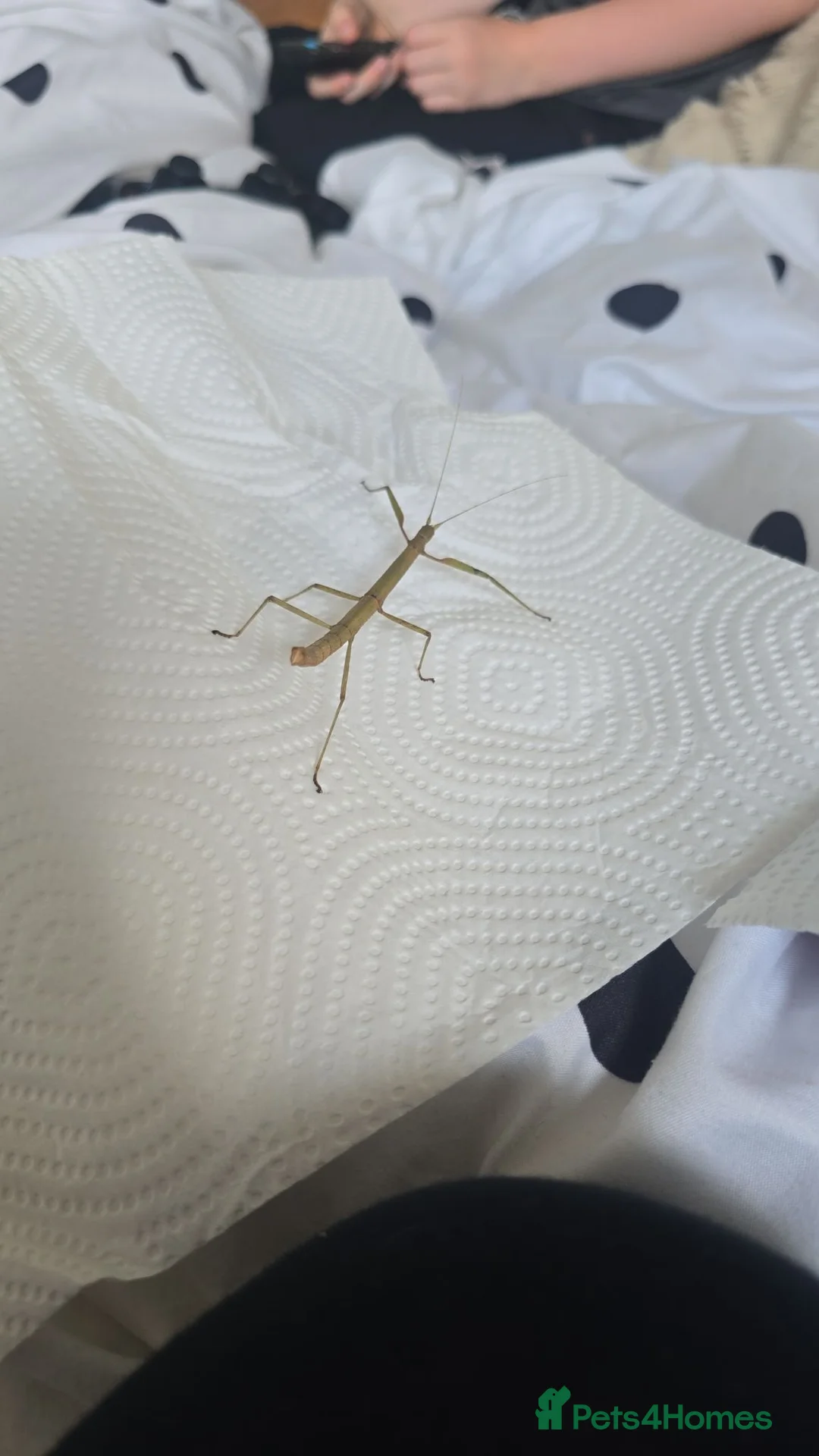 Stick Insects invertebrates for sale: Indian Stick Insects Eggs for hatching x10 in Walsall - Advert 3