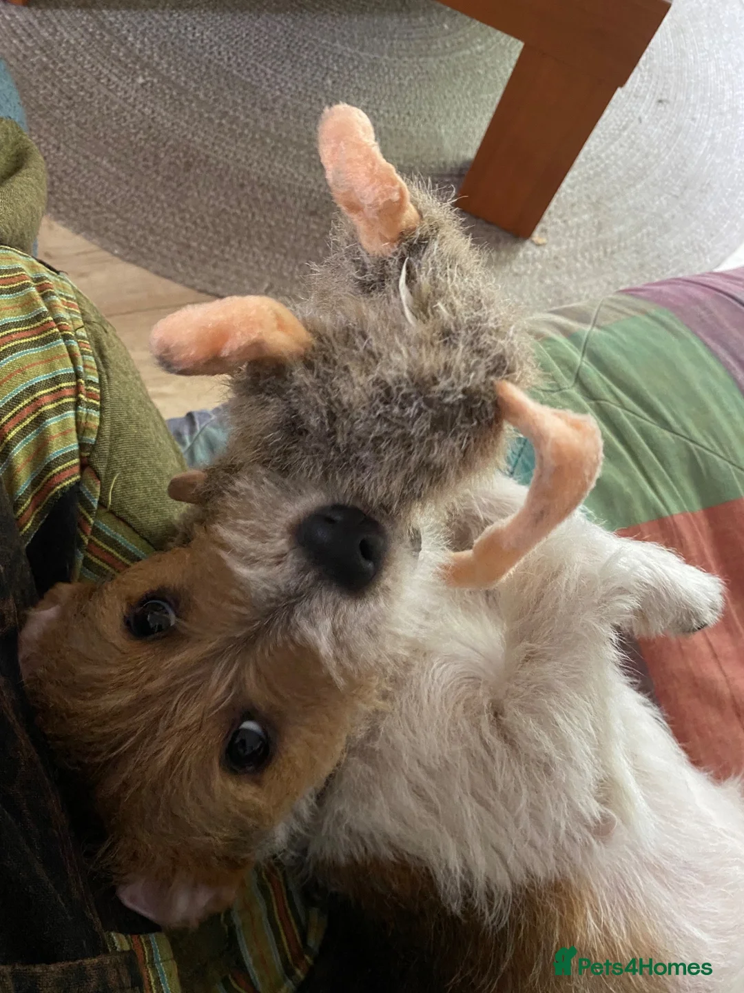 Jack Russell dogs for sale: 7 month old Jack Russell  in Manchester - Advert 2