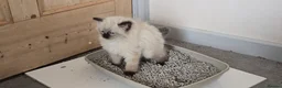Ragdoll cats for sale: One Female Ragdoll Kitten left - Advert 13