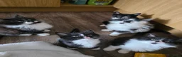 Mixed Breed cats for sale: 5 Adorable 3-Month-Old Kittens Need Loving Homes - Advert 10