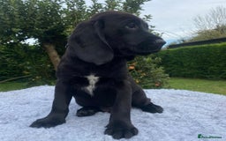Springador dogs for sale: Gorgeous Springador Puppies - Image 11