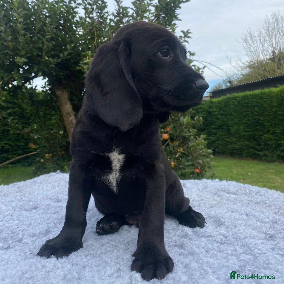 Springador dogs for sale: Gorgeous Springador Puppies - Image 11
