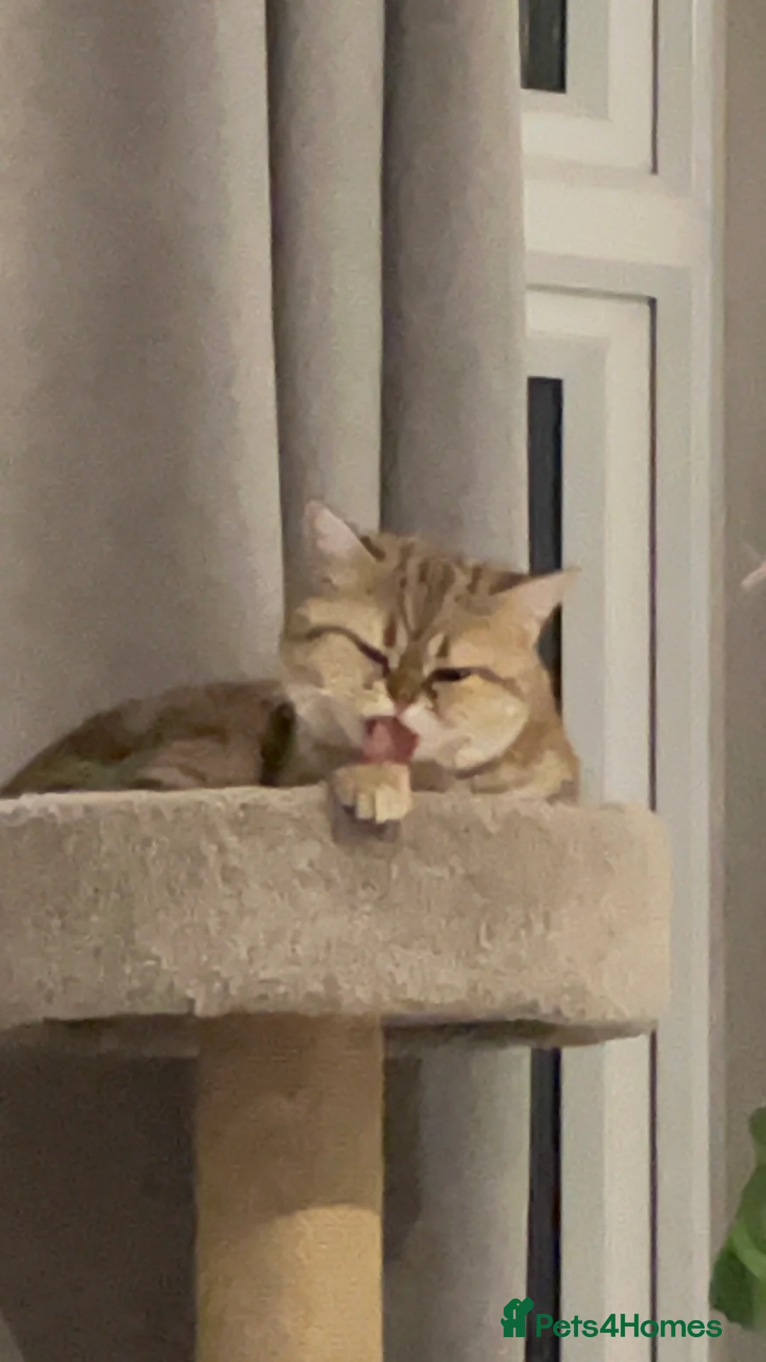 Scottish Fold cats for sale: Scottish fold x russian blue - Advert 7