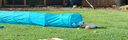 West Highland Terrier dogs for sale: West highland white terrier  - Advert 20