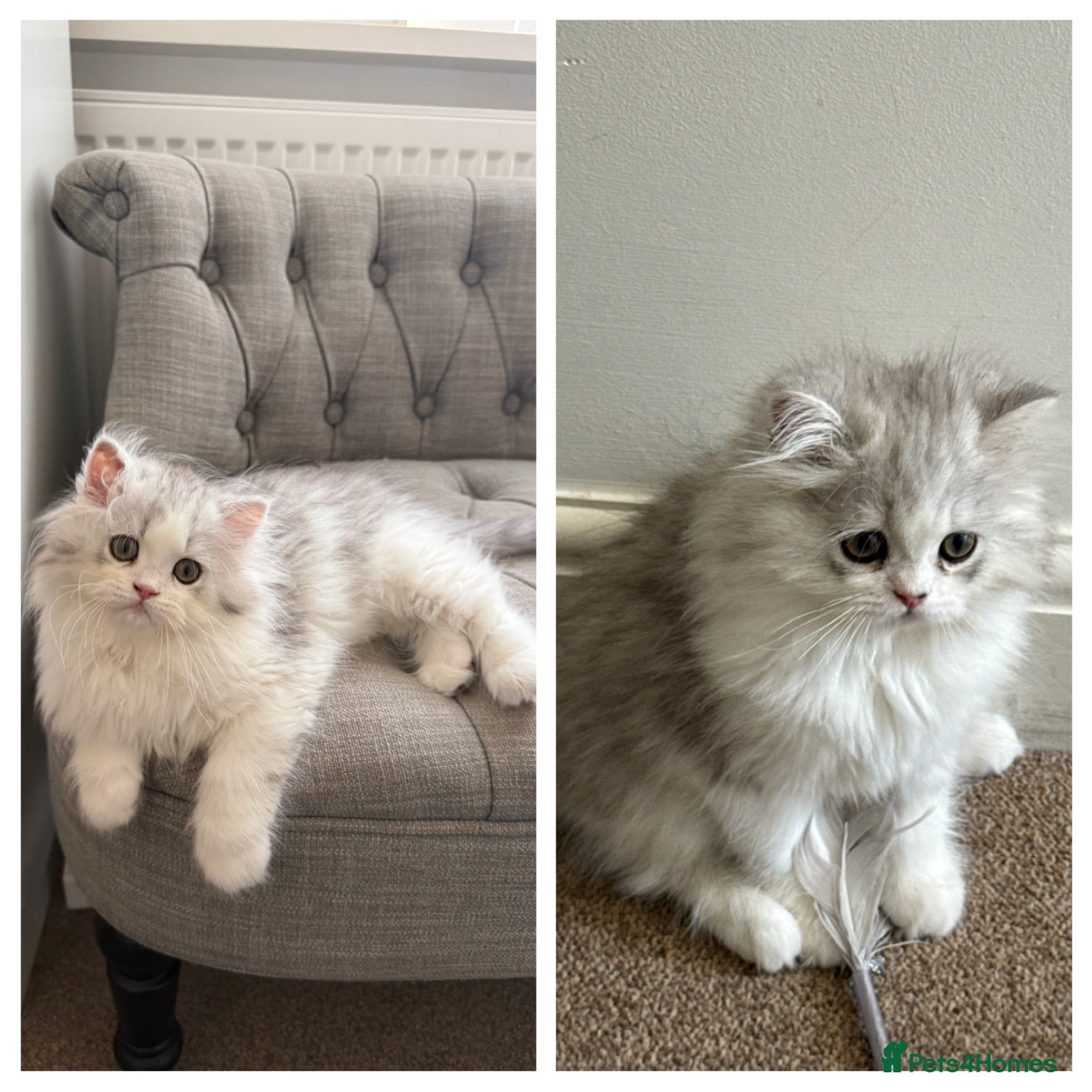 Persian cats Persian doll face & persian chinchilla  - Advert 12