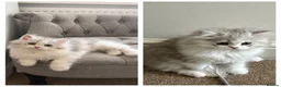 Persian cats for sale: Persian doll face & persian chinchilla  - Advert 1