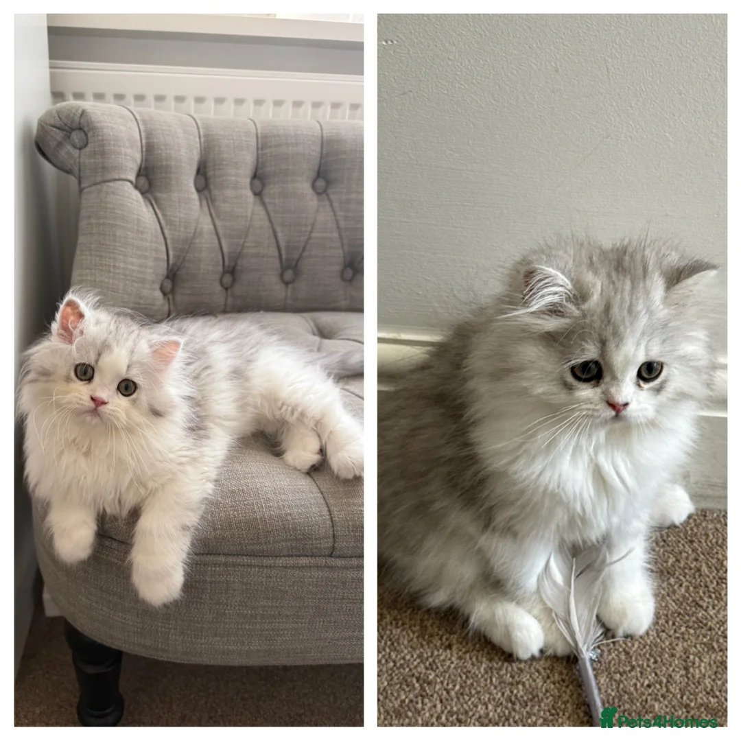 Persian cats for sale: Persian doll face & persian chinchilla  - Advert 1