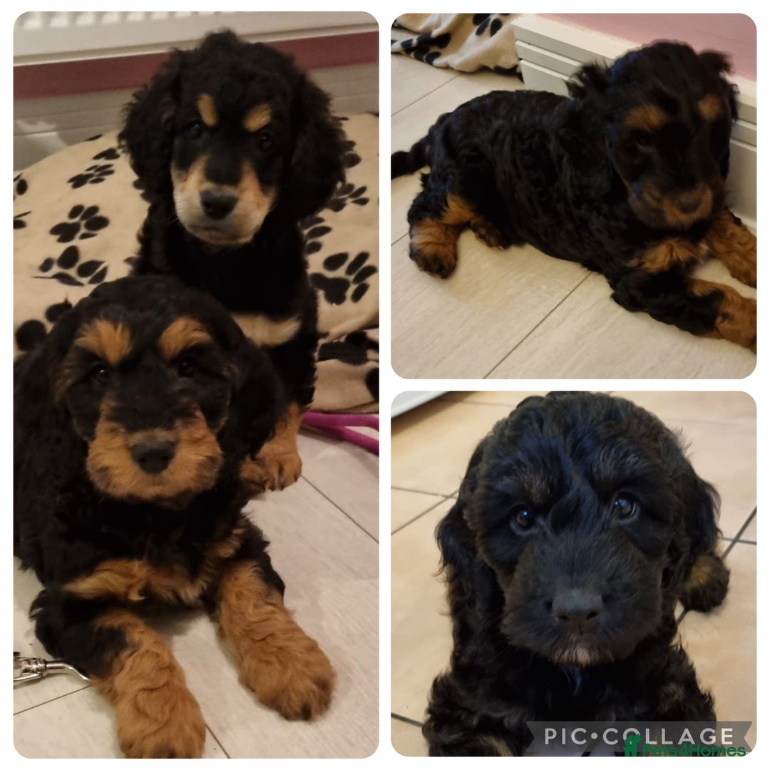 Cockapoo dogs for stud: Cockapoo for stud (proven) - Image 9