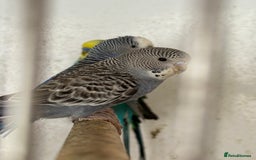 Budgerigars birds for sale: Baby budgies  - Image 3