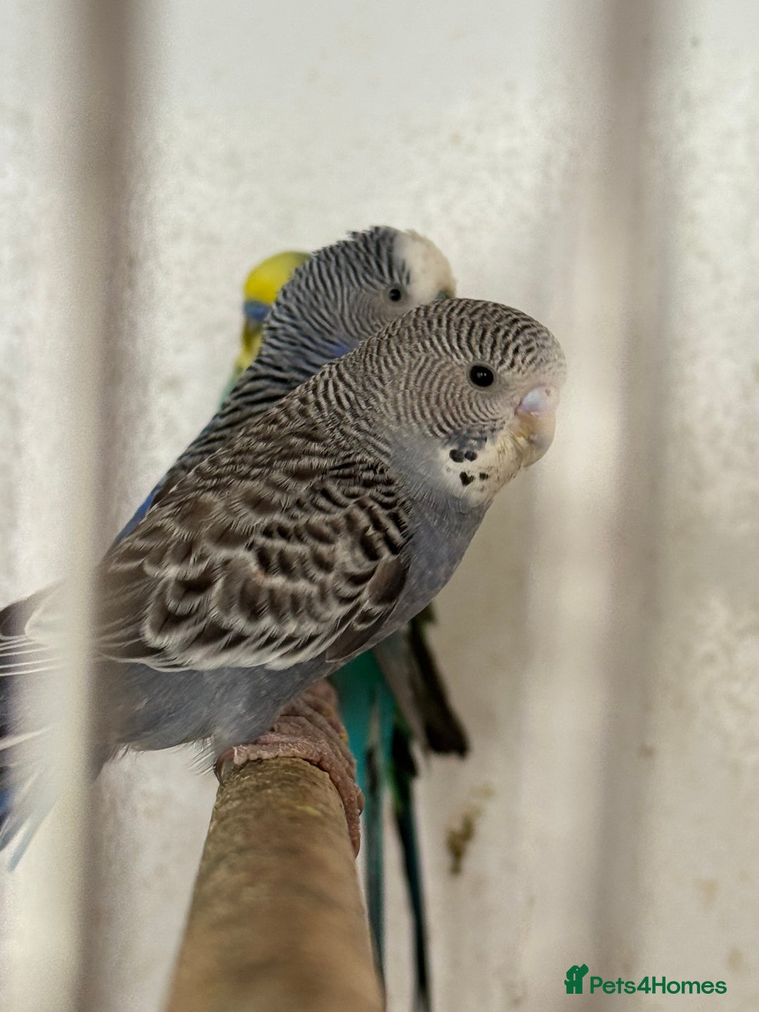 Budgerigars birds for sale: Baby budgies  - Image 3