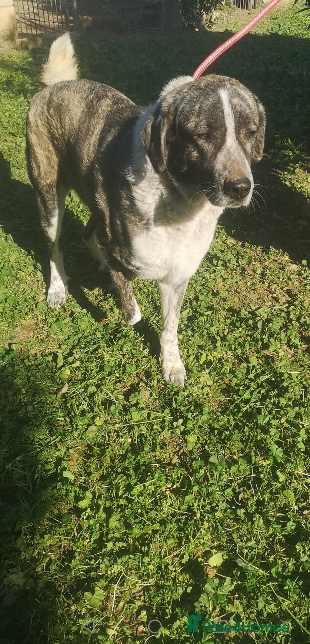 Mixed Breed dogs Please can you offer Nana a home 🏡  - Advert 18