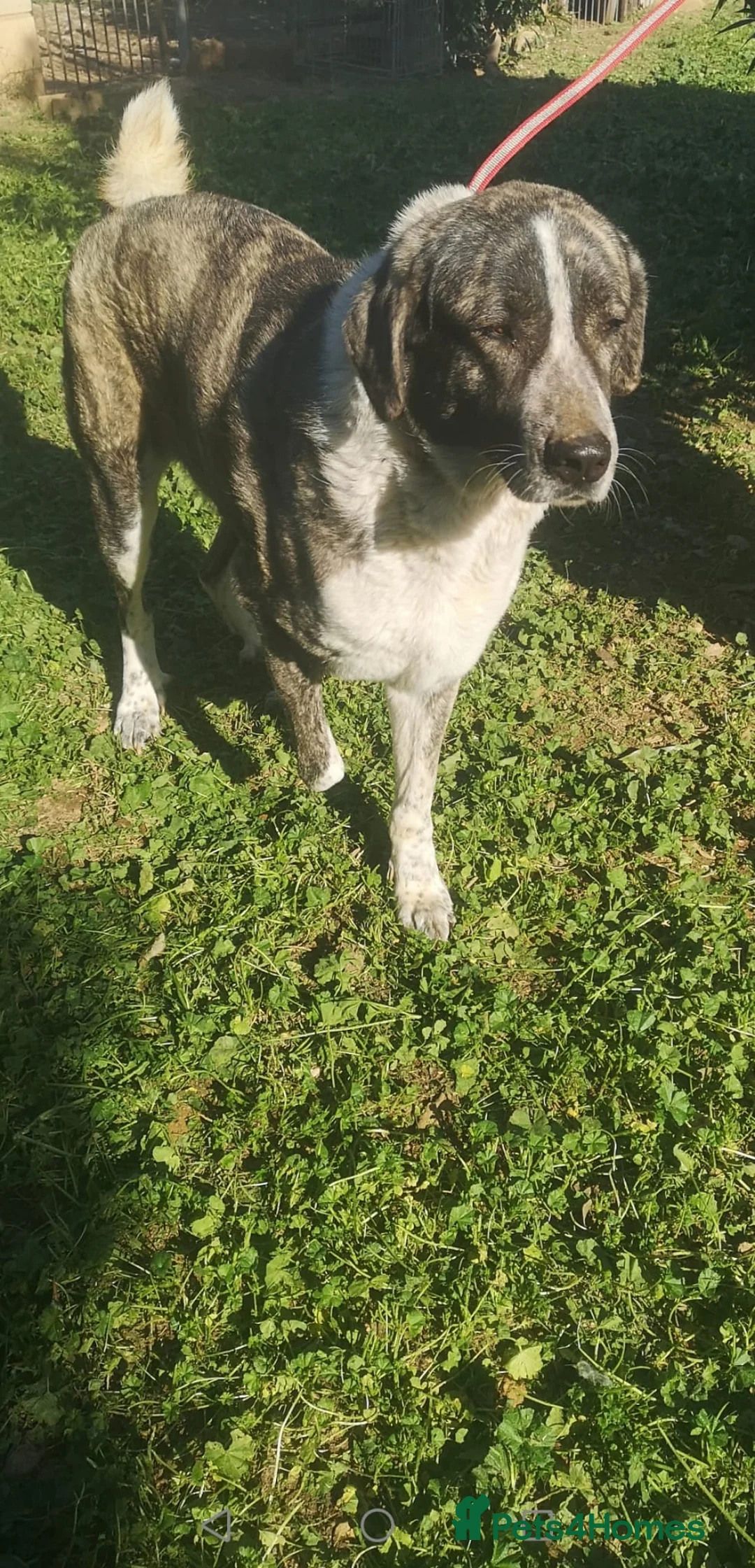 Mixed Breed dogs for adoption: Please can you offer Nana a home 🏡  - Advert 2