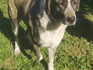 Mixed Breed dogs Please can you offer Nana a home 🏡 - Advert 18