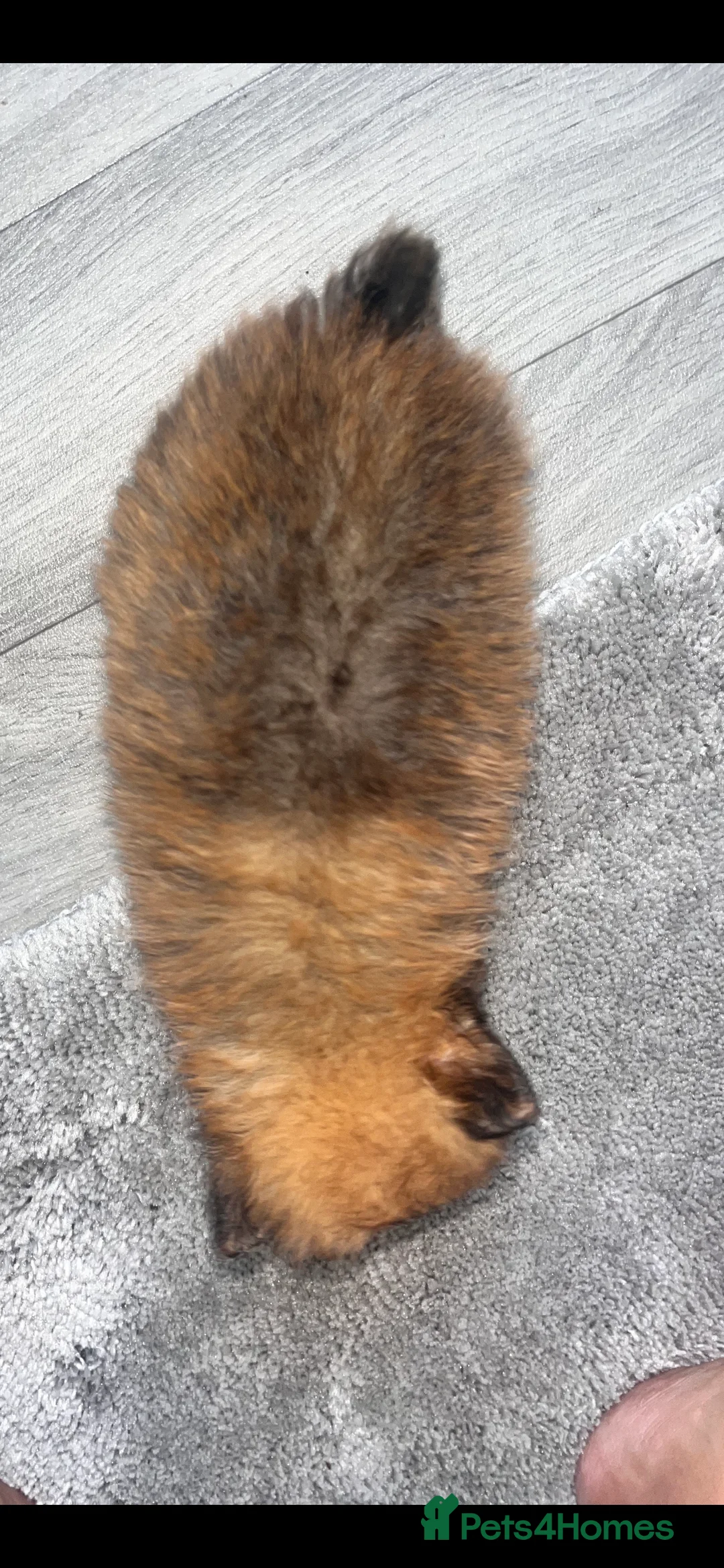 Pomeranian dogs for sale: Pomeranian - Advert 8