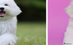 Maltipoo dogs for sale: Maltipoo - Image 3