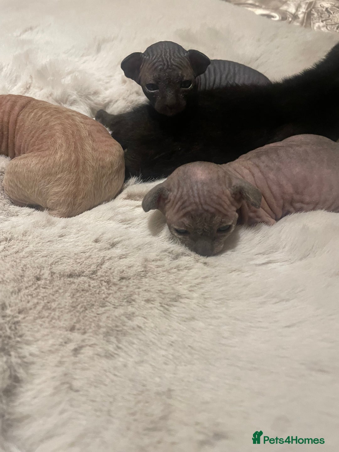 Sphynx cats for sale: Beautiful Sphynx cross orinetal kittens  - Advert 21