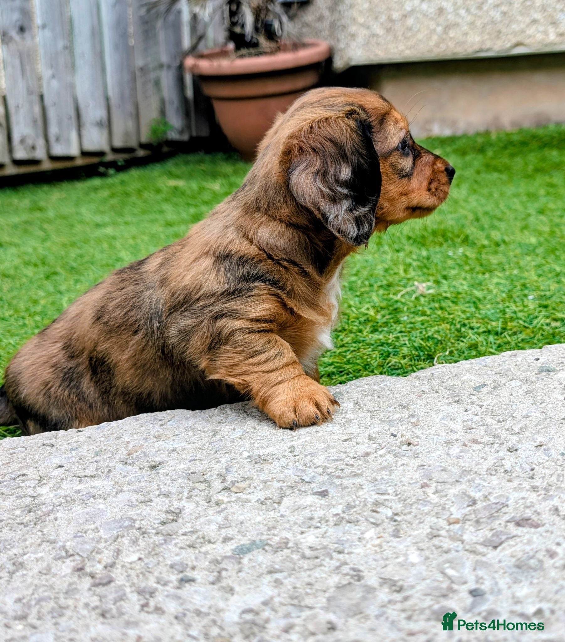 Miniature Dachshund dogs Ready this weekend  - Advert 2