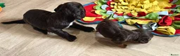 Cocker Spaniel dogs for sale: 7 BEAUTIFUL KC WORKING TYPE COCKER SPANIEL  - Advert 20