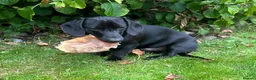 Miniature Dachshund dogs for stud: Fully black miniature dashound stud in Wigan - Advert 1