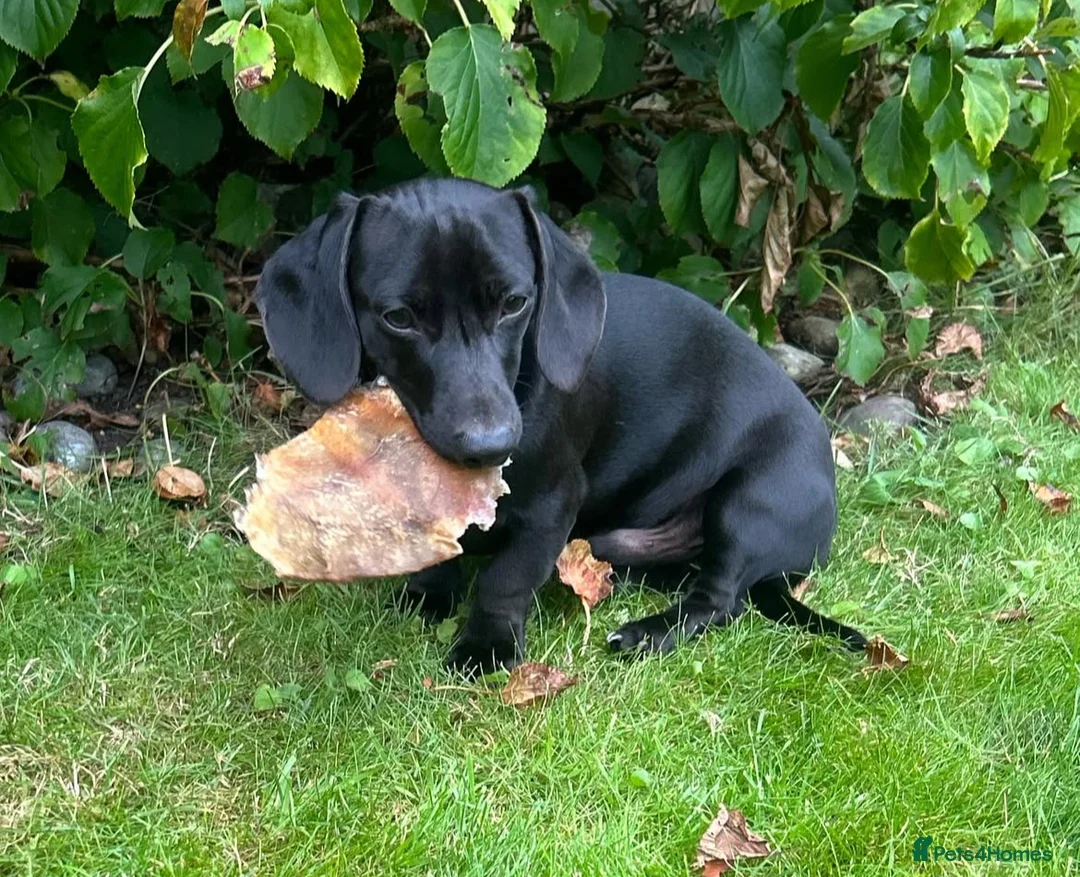 Miniature Dachshund dogs for stud: Fully black miniature dashound stud in Wigan - Advert 1