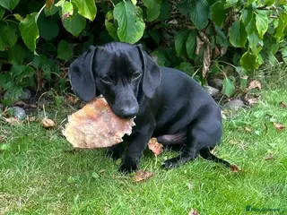 Miniature Dachshund dogs Fully black miniature dashound stud - Advert 1