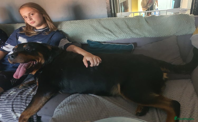 Rottweiler dogs - Advert 2