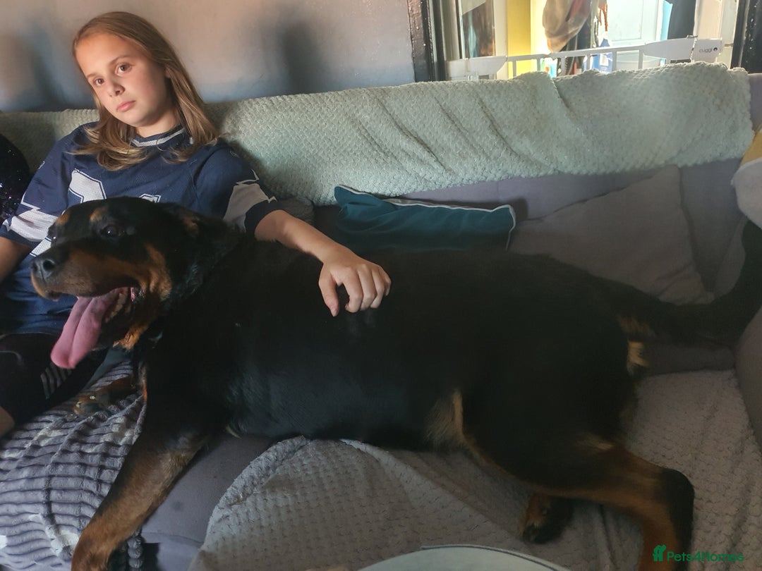 Rottweiler dogs for sale: Female rottweiler - Image 1