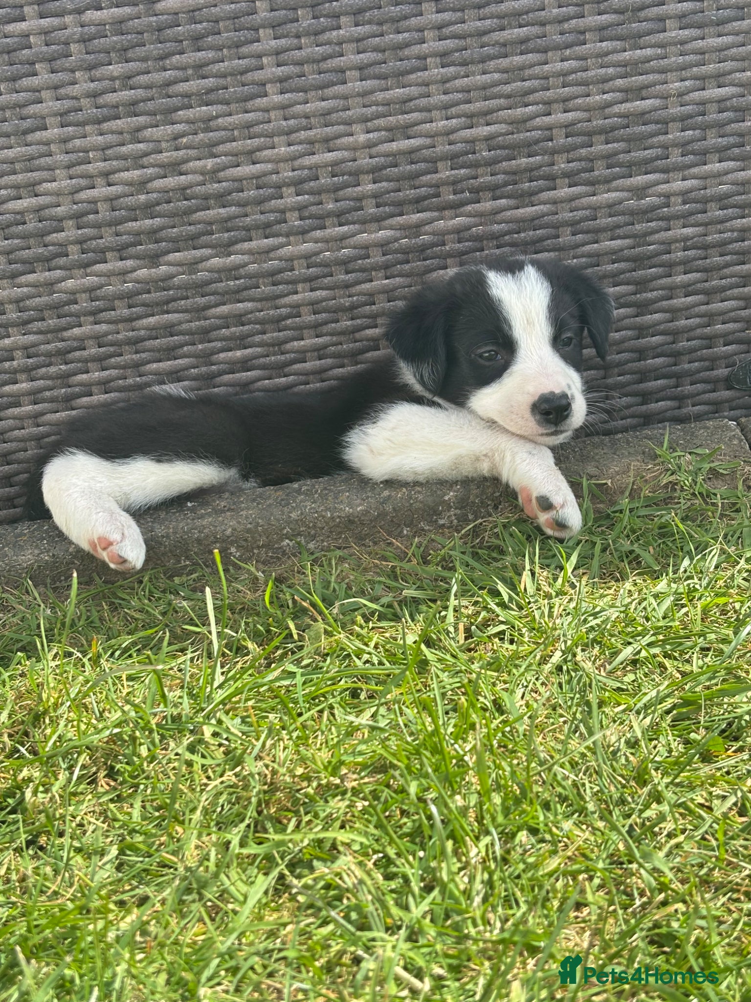 Border Collie dogs Beautiful border collie puppies - Advert 6
