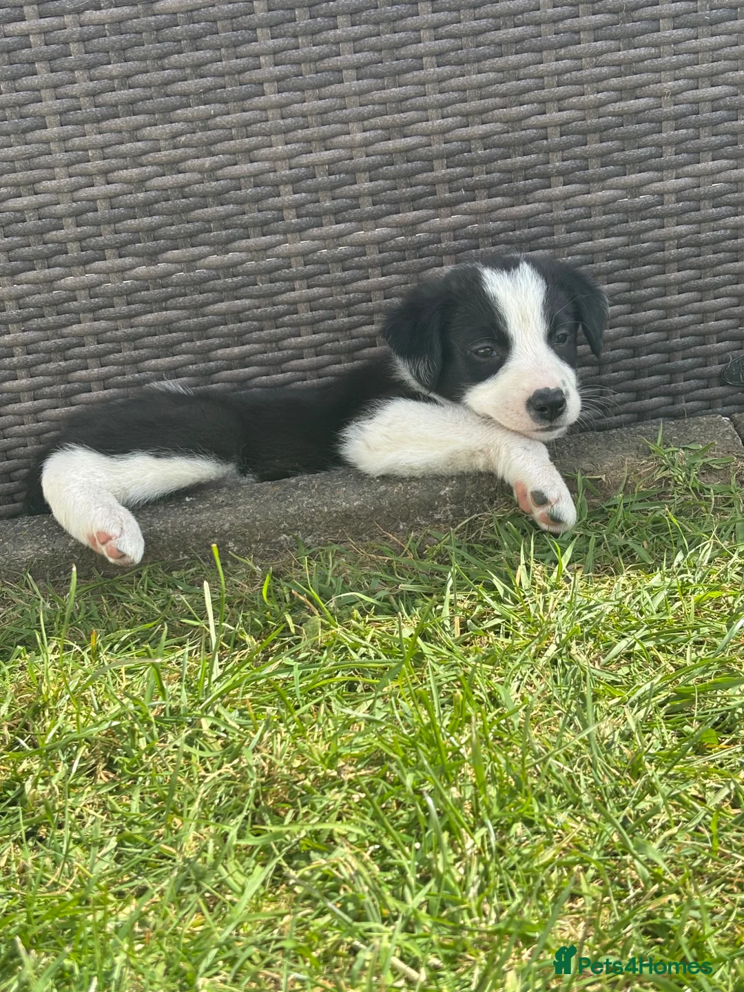 Border Collie dogs for sale: Beautiful border collie puppies - Advert 1