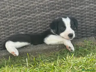 Border Collie dogs Beautiful border collie puppies - Advert 1