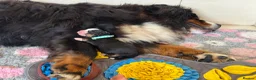 Bernese Mountain Dog dogs for sale: Beautiful Bernese Mountain Dog Puppies in Eye - Advert 13