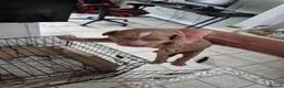 Cockapoo dogs for sale: Two Gorgeous Cockapoos. Viewible with mum and dad - Advert 8