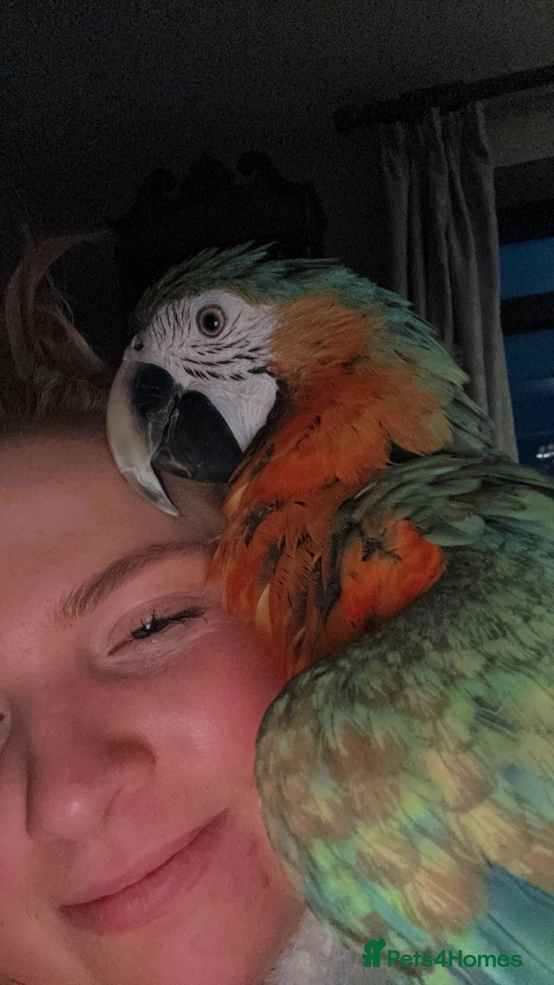 Macaws birds for sale: Female Harlequin Macaw.  - Advert 5