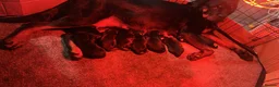 Rottweiler dogs for sale: Big chunky Rottweiler puppies  - Advert 2